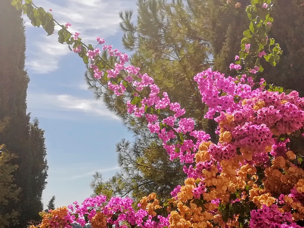 Bougainvillea