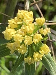 Lomatium macrocarpum