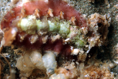 Acanthochitona kimberi