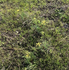 Lomatium macrocarpum