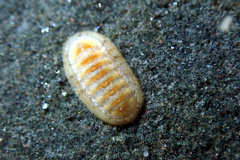 Ischnochiton