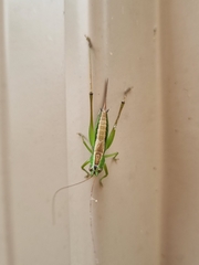 Conocephalus semivittatus