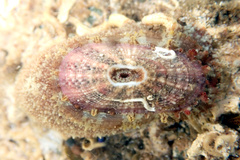 Amblychilepas oblonga