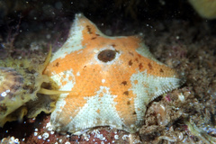 Meridiastra occidens