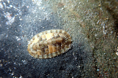 Ischnochiton smaragdinus