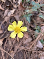 Ranunculus sierrae-orientalis