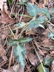 Ranunculus sierrae-orientalis