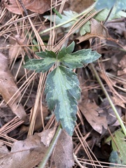 Ranunculus sierrae-orientalis