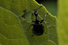 Apoderinae