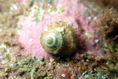 Notogibbula preissiana