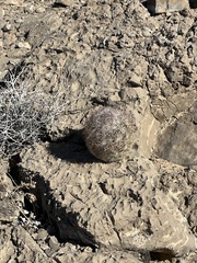 Escobaria chlorantha