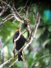 Tachyphonus delatrii