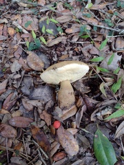 Gyroporus umbrinisquamosus