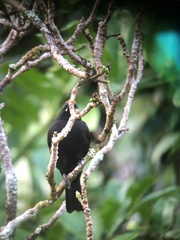 Tachyphonus delatrii