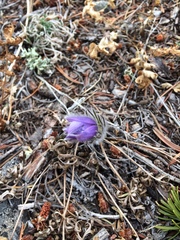 Pulsatilla
