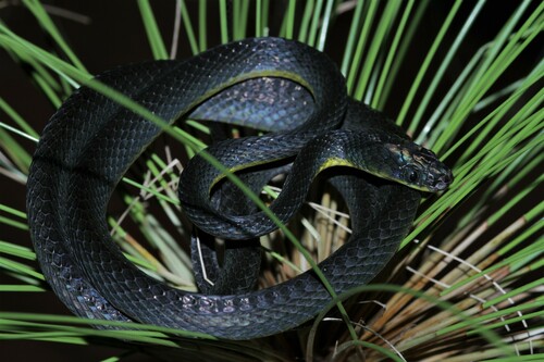 Underwood's Nocturnal Tree Snake