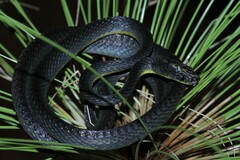 Dipsadoboa underwoodi