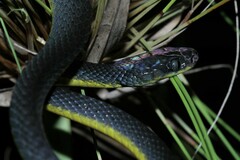 Dipsadoboa underwoodi