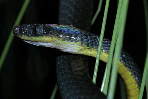 Underwood's Nocturnal Tree Snake