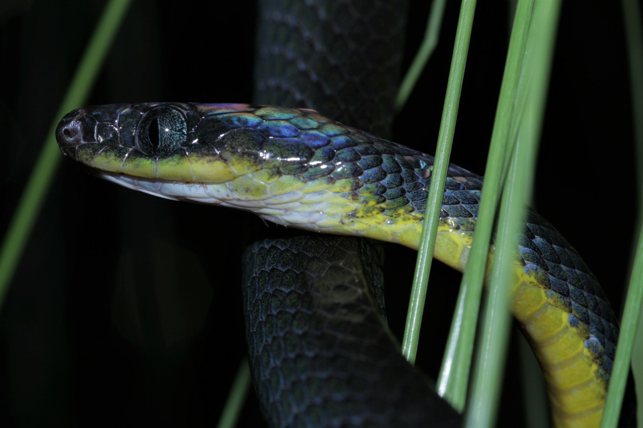 10 Snake Species With An Iridescent Sheen – Snake Radar
