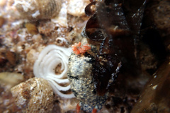 Hypselodoris saintvincentius