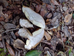 Gyroporus umbrinisquamosus