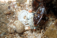 Hypselodoris saintvincentius