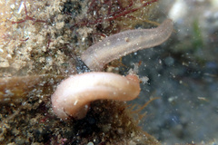 Leptosynapta dolabrifera
