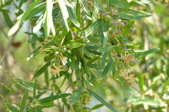 Sapium haematospermum
