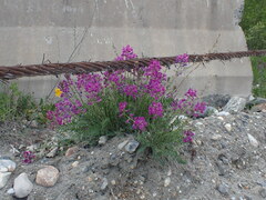 Oxytropis longirostra