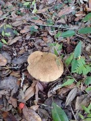 Gyroporus umbrinisquamosus