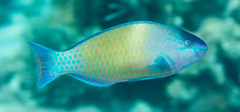 Scarus psittacus