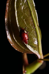 Pseudodera xanthospila