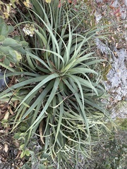 Agave bracteosa