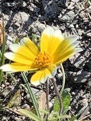 Layia platyglossa