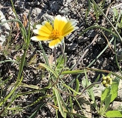 Layia platyglossa