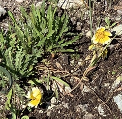 Layia platyglossa