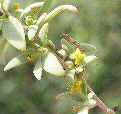 Tetragonia implexicoma