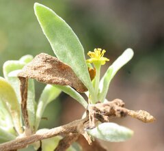Tetragonia implexicoma