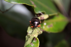 Lampromicra aerea