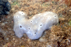 Chondrilla