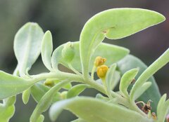 Tetragonia implexicoma