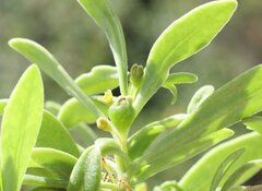 Tetragonia implexicoma