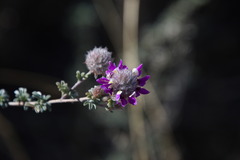 Dalea pulchra