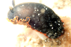 Dendrodoris arborescens