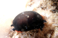 Dendrodoris arborescens