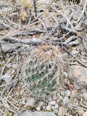 Coryphantha