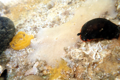 Dendrodoris arborescens