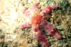 Allostichaster polyplax