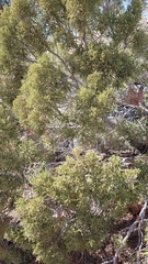 Juniperus californica
